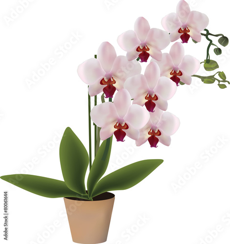pink blossoming orchid in pot isolated on white