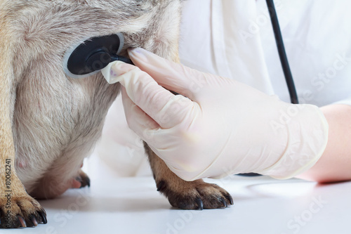 Veterinary examination
