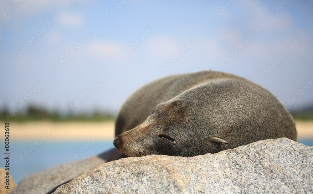 Fototapeta premium Sleepy Fur Seal