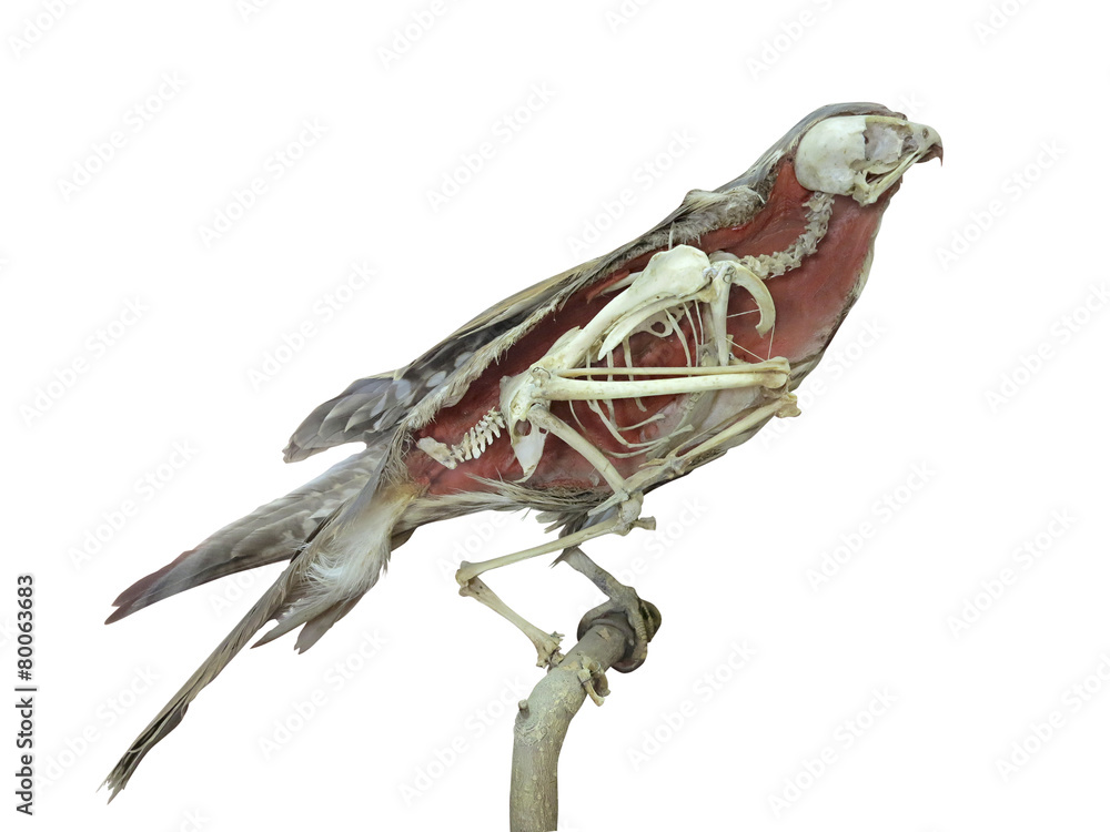 Fototapeta premium Stuffed falcon bird with skeleton inside isolated over white