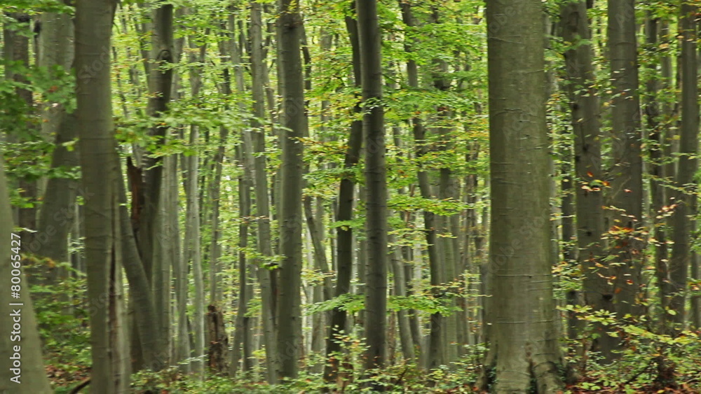 Beech forest in the mountain Beech forest in the mountain
