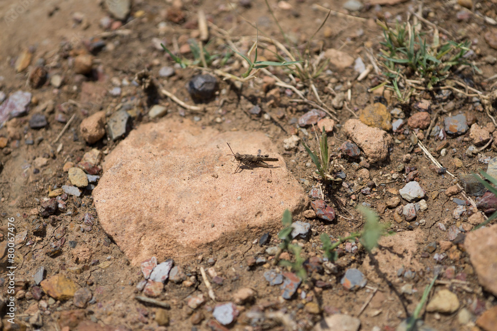 Grasshopper On Rock Grasshopper On Rock