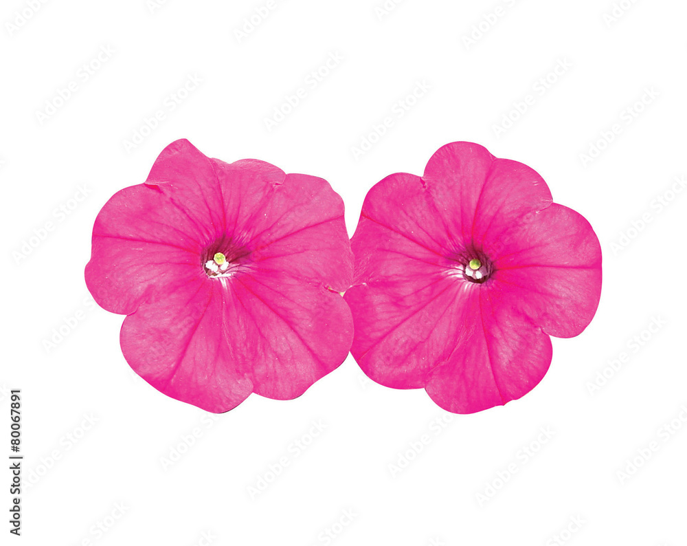 Obraz premium 식물이미지