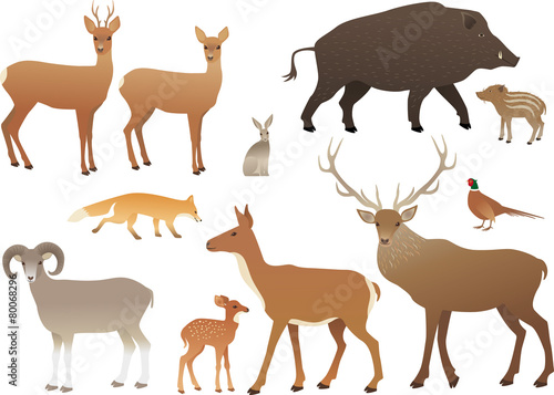 Forest animals