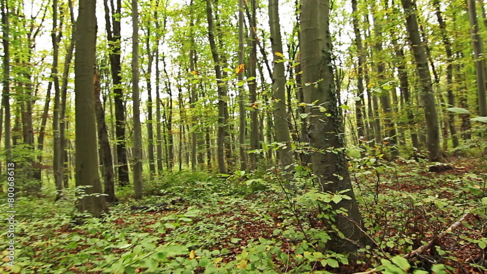 Beech forest in the mountain Beech forest in the mountain