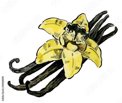 Fototapeta Naklejka Na Ścianę i Meble -  vector vanilla flower