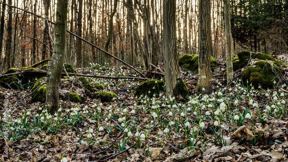 Fototapeta premium Snowflake Forest