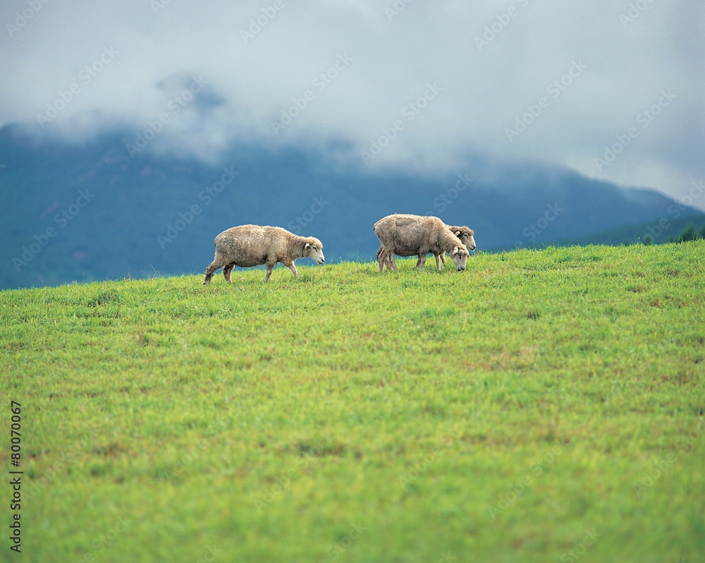 Fototapeta premium 양과 들판