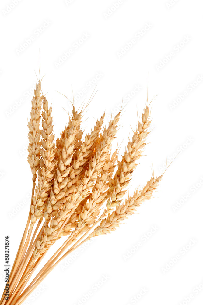 Fototapeta premium Stalks of wheat ears
