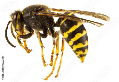 Wasp Isolated
