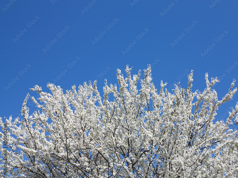 Spring white blossoming tree over blue sky