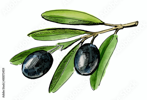 olive tree branch