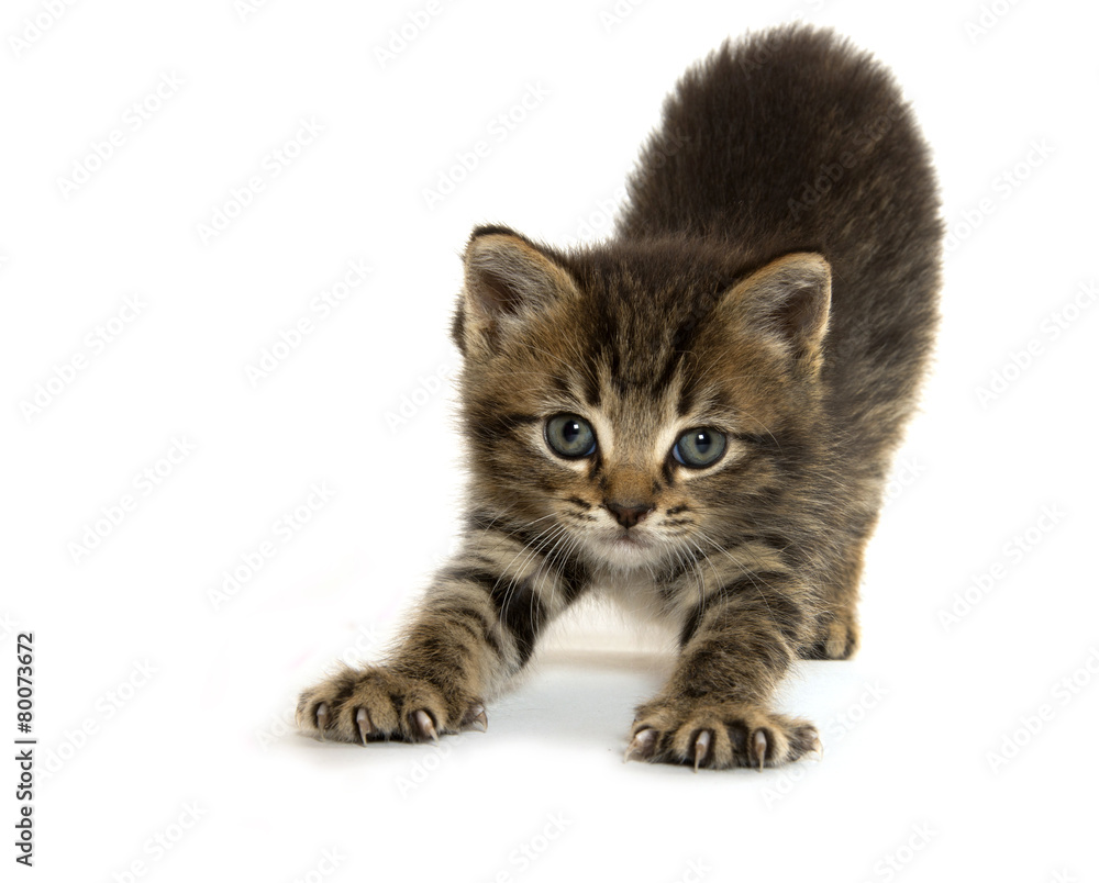 Fototapeta premium Cute tabby lottem