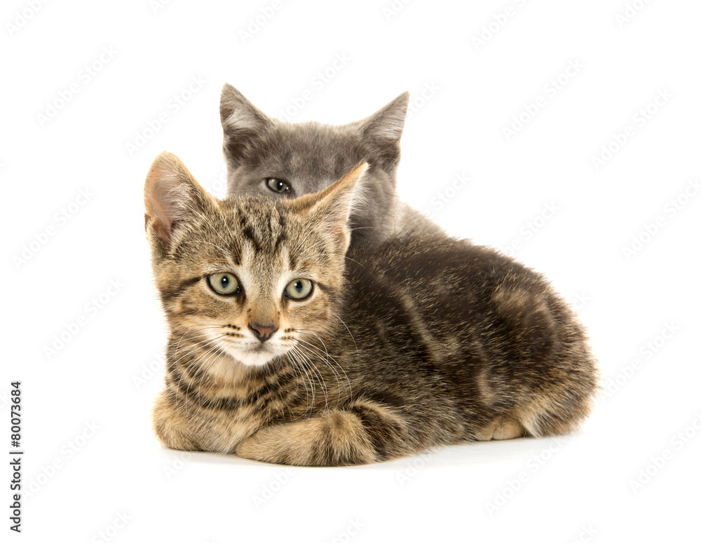 Two cute kittens on white Two cute kittens on white