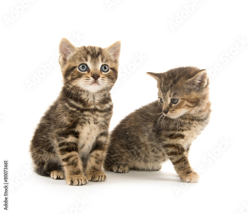 Two tabby kittens © Tony Campbell