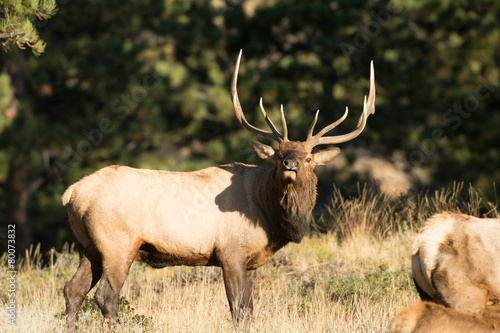 North American elk