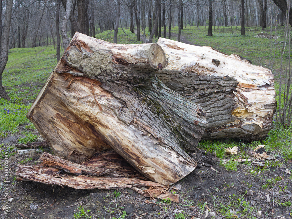 Fototapeta premium Old wooden stump log isolated in spring forest