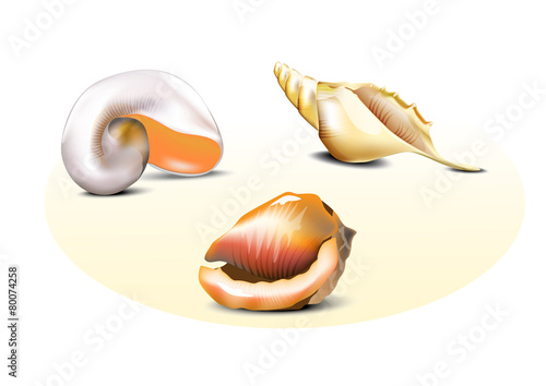 shells