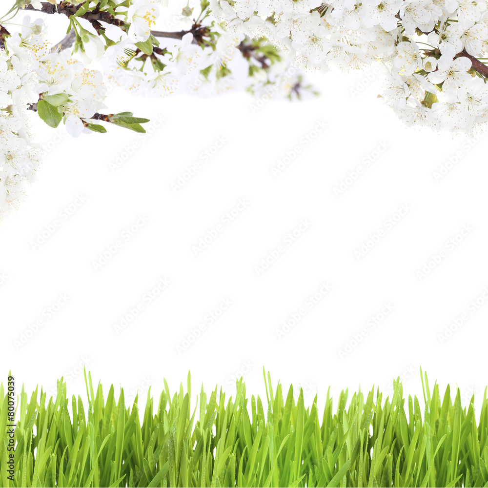 Fototapeta premium Beautiful spring background with blooming twigs and green grass