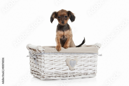 Dog. Russian toy terrier puppy on white background