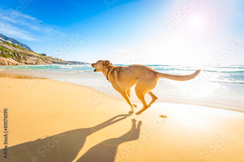 dog playing at the beach