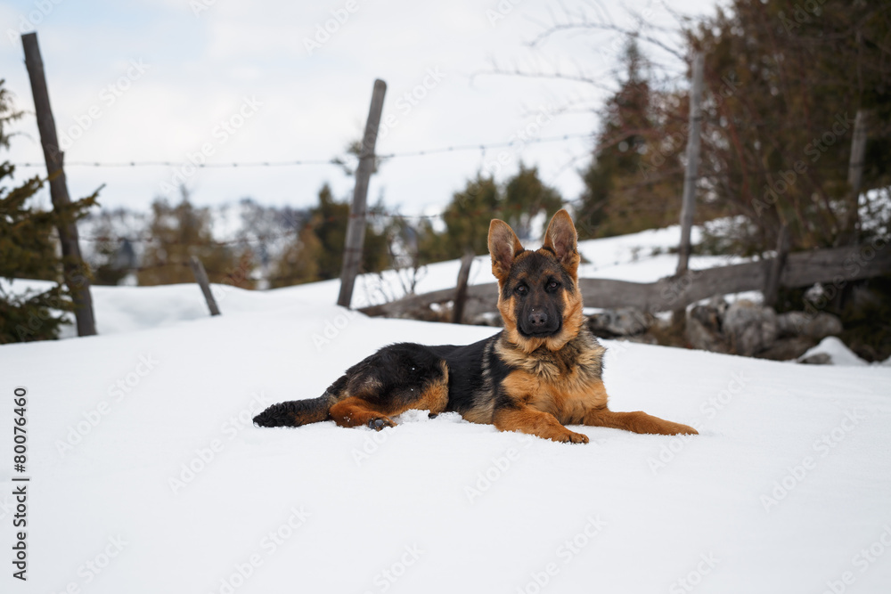 German Shepherd, portrait of a puppy in the snow German Shepherd, portrait of a puppy in the snow