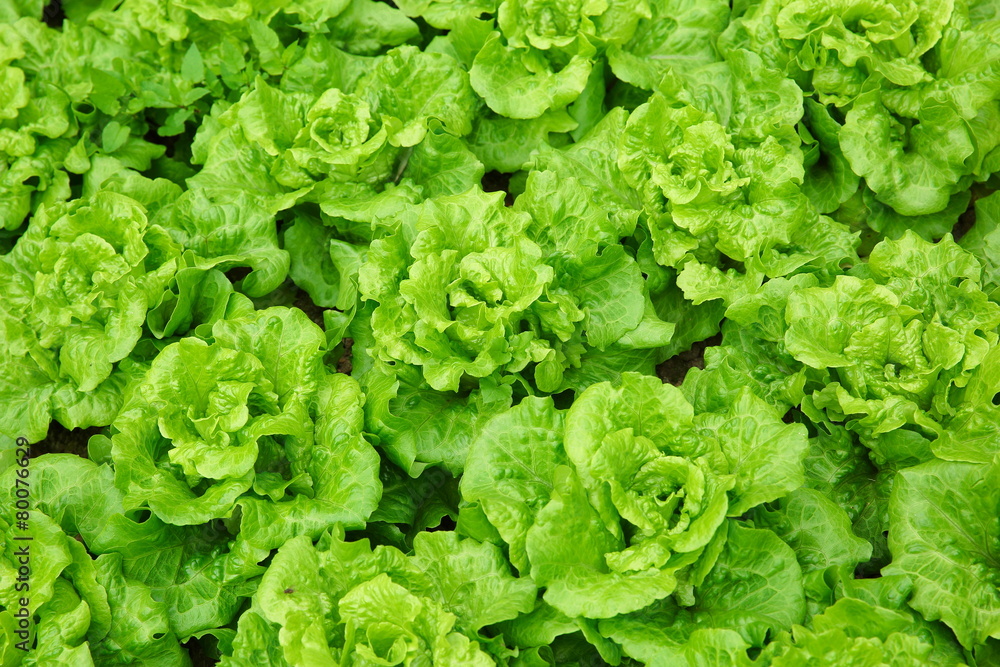 green lettuce crops in growth  - obrazy, fototapety, plakaty 