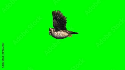 owl in gliding - 2 different views - green screen 2