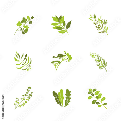 Herbs and spices icons cartoon vector