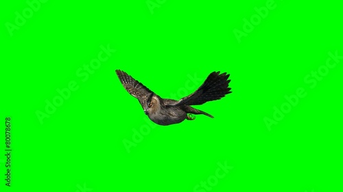 owl in gliding - 2 different views - green screen 1