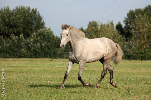 Beautiful gray andalusian colt  young horse  trotting free