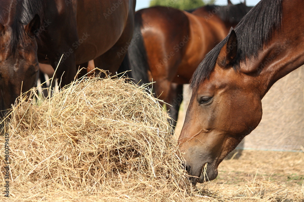 Obraz premium Herd of brown horses eating dry hay