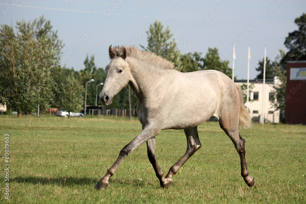Beautiful gray andalusian colt (young horse) trotting free Beautiful gray andalusian colt (young horse) trotting free