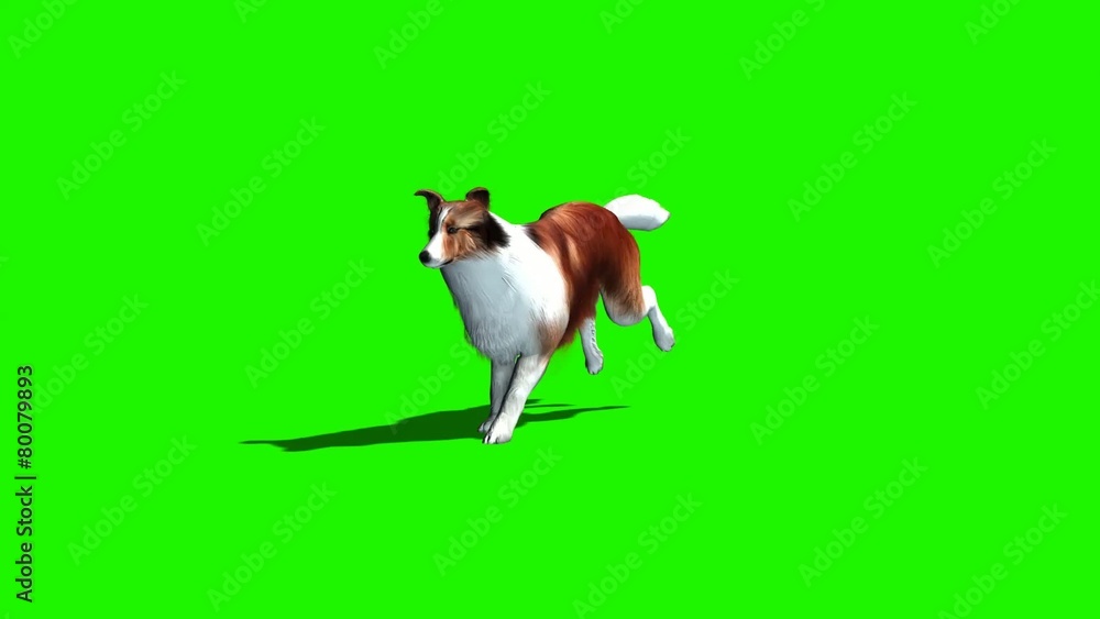 dog runs - 3 different views - with shadow 2 dog runs - 3 different views - with shadow 2