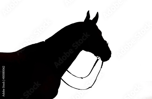 The black silhouette of a horse in a bridle on a white backgroun