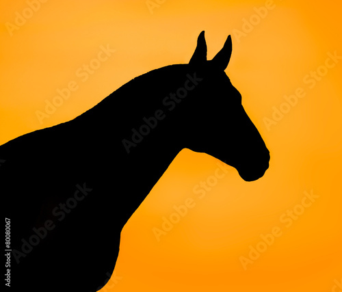 Black horse silhouette on an orange background