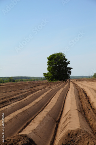 Plowed field in spring day
