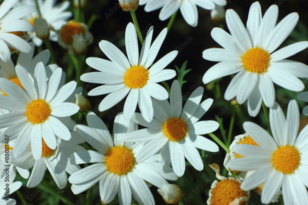 Fototapeta premium Daisy, beautiful flowers