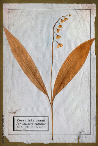 Obraz na plátne flowers pressed isolated herbarium