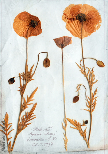 flowers pressed isolated herbarium