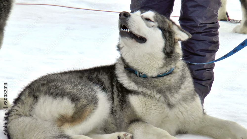 Siberian husky, huskies, malamutes outdoors on a snowy field Siberian husky, huskies, malamutes outdoors on a snowy field