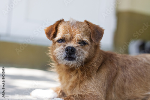 Old little dog resting in shadow