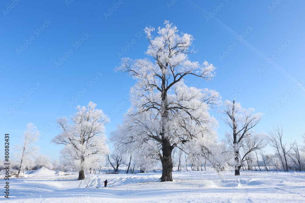 winter landscape