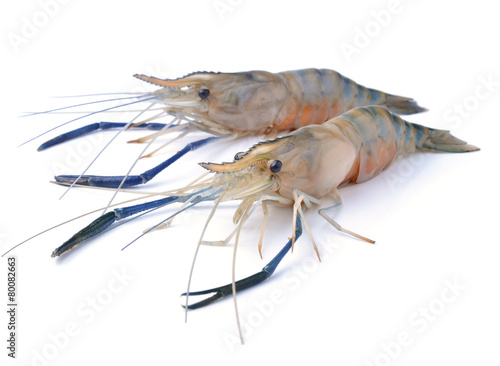 Frash shrimp, prawn on white
