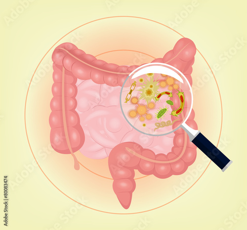 Vector intestines  with bacteria, germs and magnifier