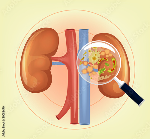 Kidneys with germs and bacteria and magnifier