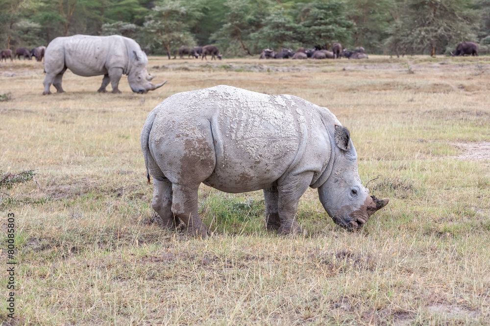 Safari - rhinos Safari - rhinos