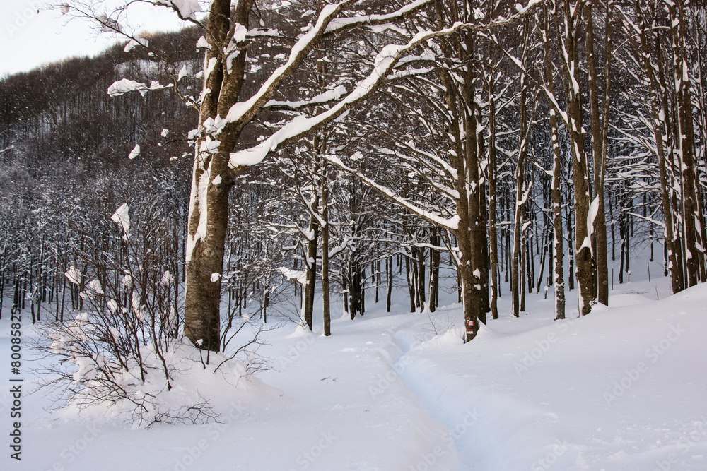 Fototapeta premium Path in the snowy forest