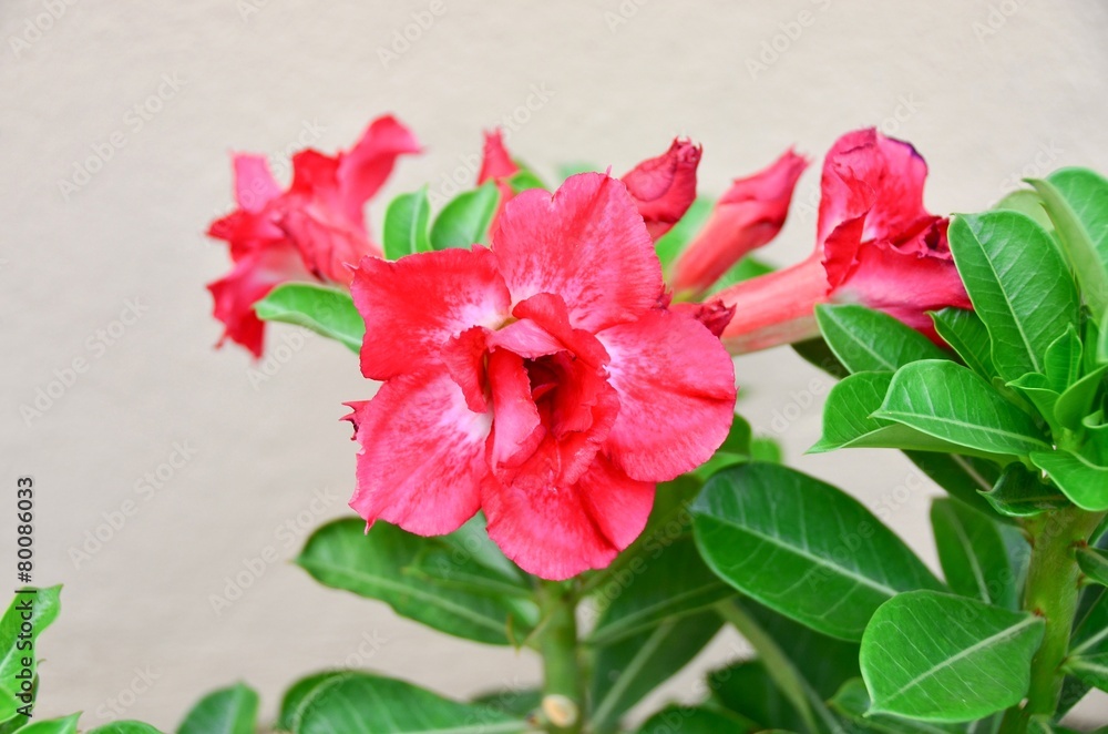flowers background flowers background