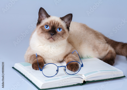 Cute business cat wearing glasses reading notebook (book) photo